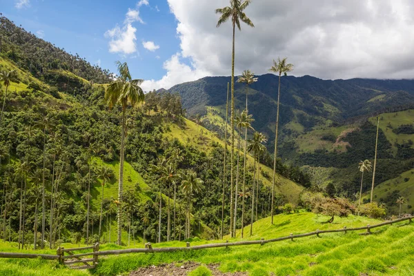 Vale Cocora Incomum Colômbia América Sul — Fotografia de Stock