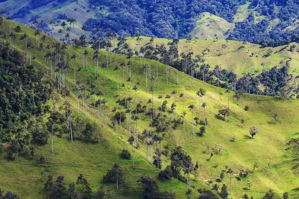 Kolombiya Güney Amerika Alışılmadık Cocora Vadisi — Stok fotoğraf
