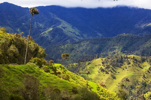 Ongebruikelijke Cocora Valley Colombia Zuid Amerika — Stockfoto