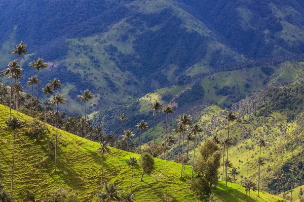 Niezwykłe Cocora Valley Kolumbii Ameryka Południowa — Zdjęcie stockowe