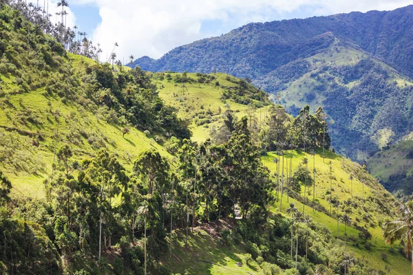 Vale Cocora Incomum Colômbia América Sul — Fotografia de Stock
