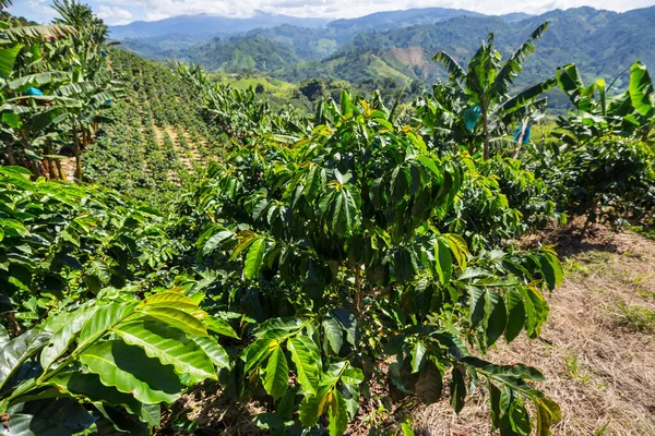 Piantagioni Caffè Negli Altopiani Della Colombia Sud America — Foto Stock