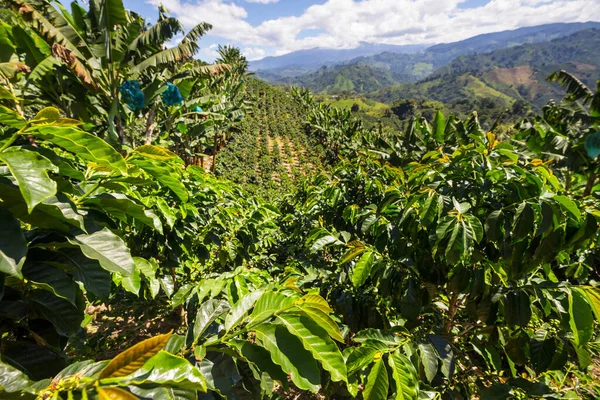 Coffee plantations in the highlands of  Colombia, South America