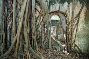 Harabeleri yutan ağaç kökleri. Armero, Tolima volkanik patlama kalıntıları, Kolombiya, Güney Amerika.