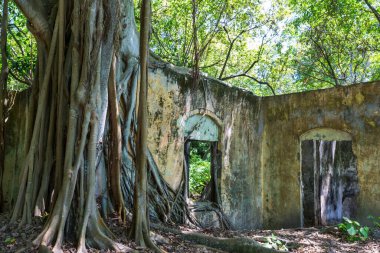 Harabeleri yutan ağaç kökleri. Armero, Tolima volkanik patlama kalıntıları, Kolombiya, Güney Amerika.