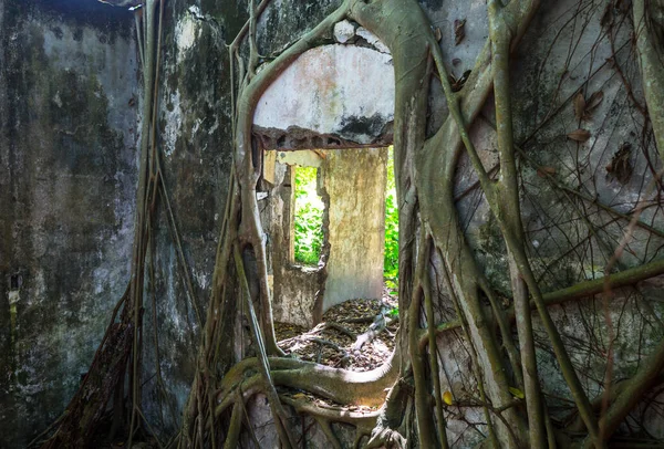 Tree Roots Engulf Ruins Armero Tolima Ruins Volcanic Eruption Colombia — Stock Photo, Image