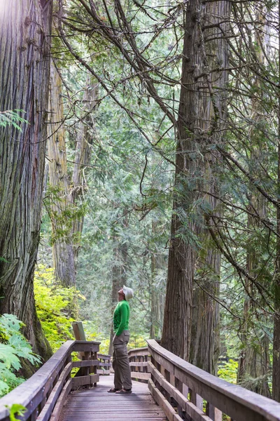 男は森の中のトレイルをハイキングします 自然レジャーハイキング旅行屋外 — ストック写真