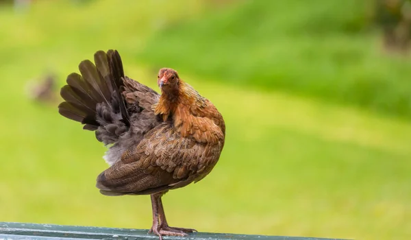 Kauai Vahşi Tavuk Yeşil Çimlerde Hawaii — Stok fotoğraf