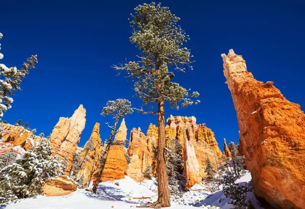 stock image Picturesque colorful pink rocks of the Bryce Canyon National park in the winter season, Utah, USA