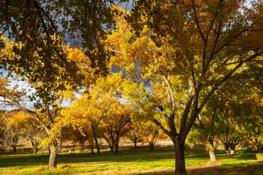 Güneşli bir günde sonbahar parkında portakal ve sarı ağaçlar. Güzel sonbahar sezonu.