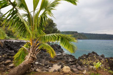 Güneşli bir günde inanılmaz Hawaii plajı.