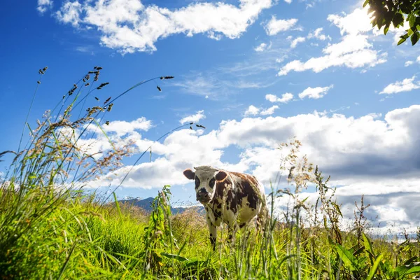 Krowa Zielonej Łące Letniej — Zdjęcie stockowe