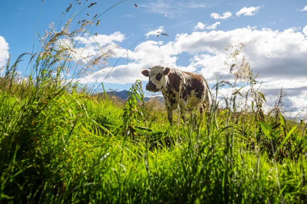 Корова Зеленому Літньому Лузі — стокове фото