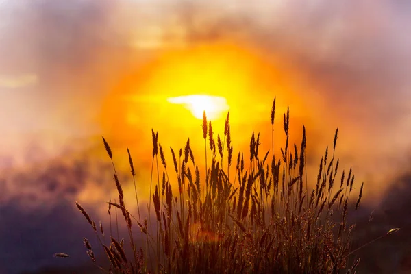 Трава Фоне Золотого Закатного Неба — стоковое фото