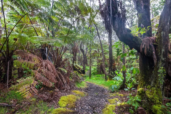ハワイジャングルの熱帯植物 — ストック写真