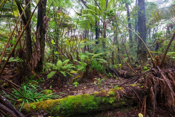 Тропічні Рослини Гавайських Джунглях — стокове фото