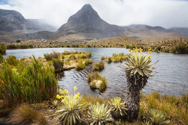 コロンビアの山々 南アメリカの美しい植物であるFrailejonesやEspeletiaの森 — ストック写真