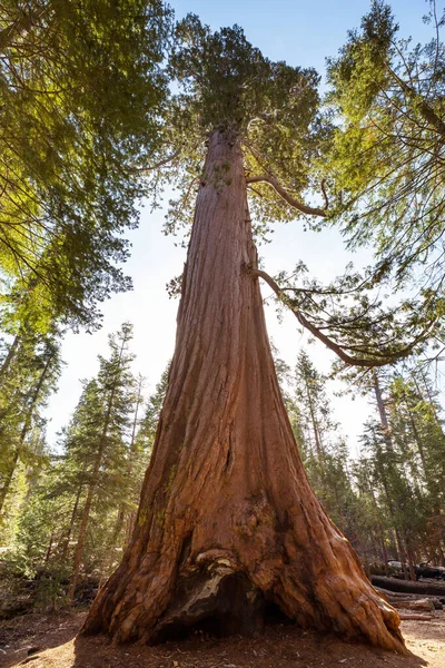Giant Sequoia Tree California Verenigde Staten — Stockfoto