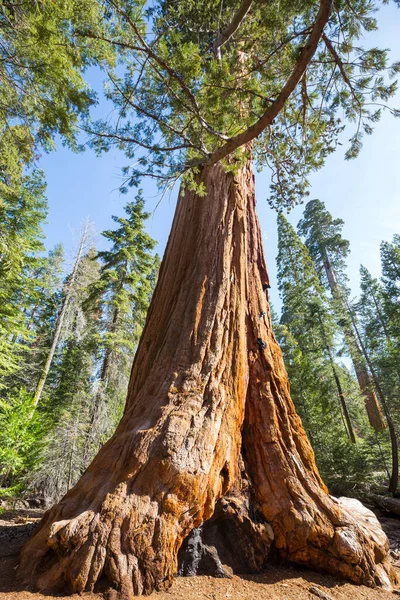 Árvore Sequoia Gigante Califórnia Eua — Fotografia de Stock