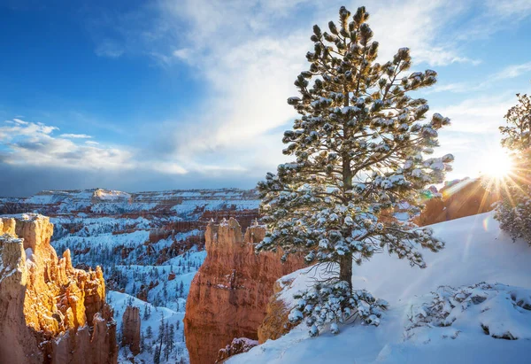 Picturesque Colorful Pink Rocks Bryce Canyon National Park Winter Season — Stock Photo, Image