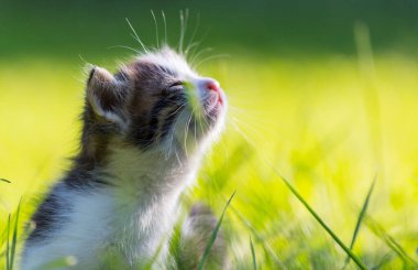 Küçük bir kedi dışarıda oynuyor.