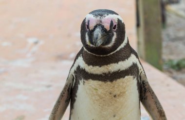 Patagonya 'da Macellan Pengueni (Spheniscus magellanicus)