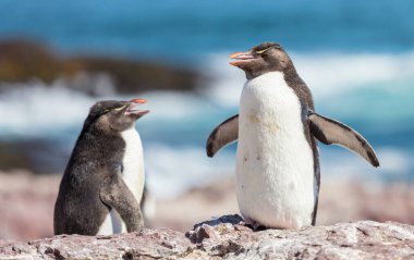 Güney Arjantin 'de kayalık penguenler