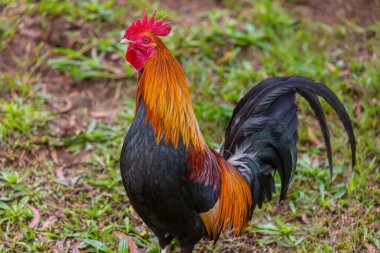Yeşil çimlerde Hawaii 'de horoz