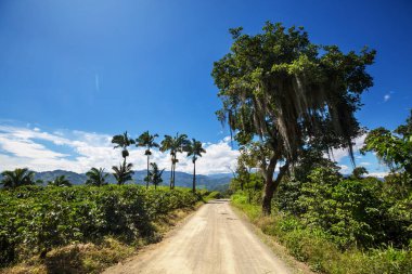 Güney Amerika, Kolombiya 'da kırsal yol