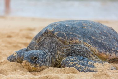 Hawaii, ABD 'de okyanusun altındaki dev deniz kaplumbağası.