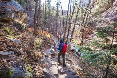 Ormandaki patikada yürüyüş yapan bir adam. Doğa yürüyüşü açık havada.