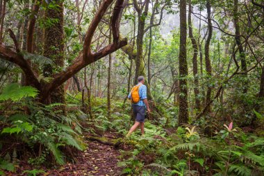 Uzun yürüyüşe çıkan kimse ormanda yeşil, Hawaii, ABD izinde