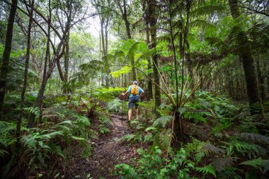 Uzun yürüyüşe çıkan kimse ormanda yeşil, Hawaii, ABD izinde