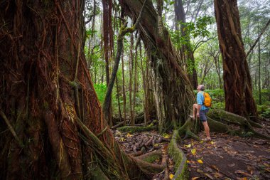 Uzun yürüyüşe çıkan kimse ormanda yeşil, Hawaii, ABD izinde