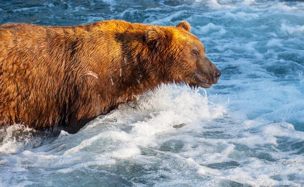 Een Grizzlybeer Jaagt Zalm Bij Brooks Falls Coastal Brown Grizzly — Stockfoto