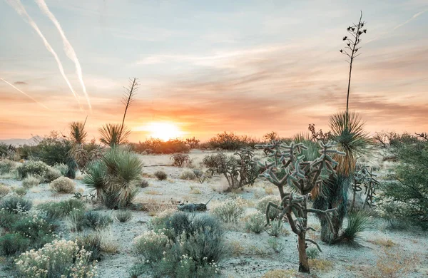 Kakteenfeld Einem Gebirge Arizona Usa — Stockfoto