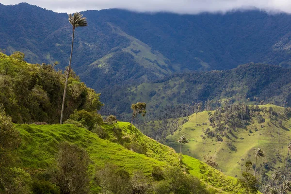 Ovanlig Cocora Valley Colombia Sydamerika — Stockfoto
