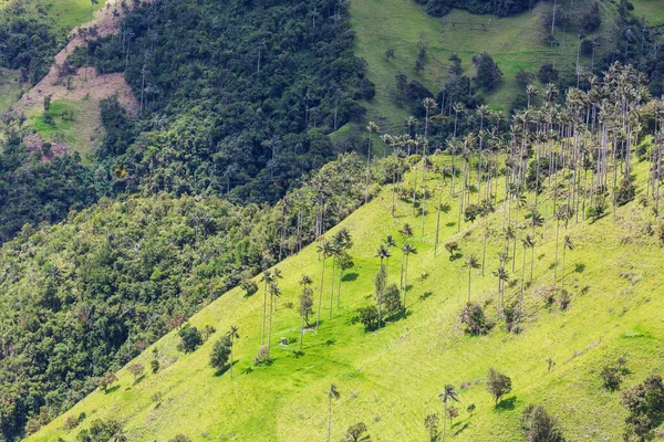 Vallée Inhabituelle Cocora Colombie Amérique Sud — Photo