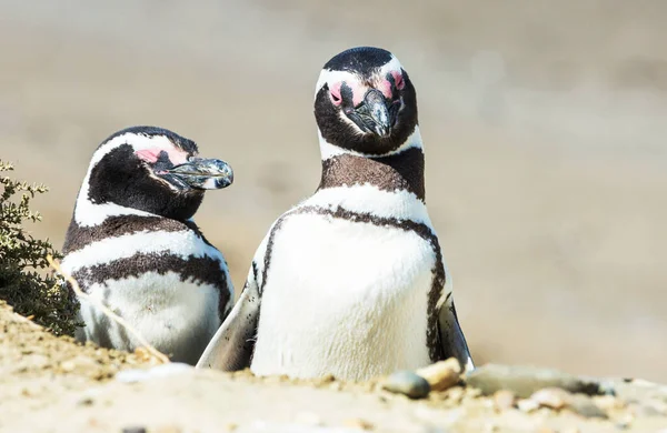Magellanic Penguins Spheniscus Magellanicus Patagonia — Stock Photo, Image