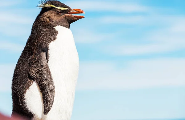 Pinguins Rockhopper Argentina — Fotografia de Stock