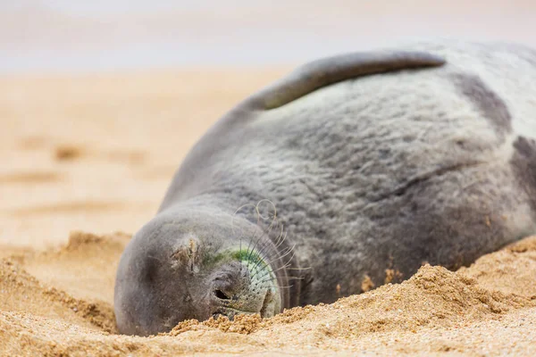 Pretty Relaxing Seal Ocean Coast — Stock Photo, Image