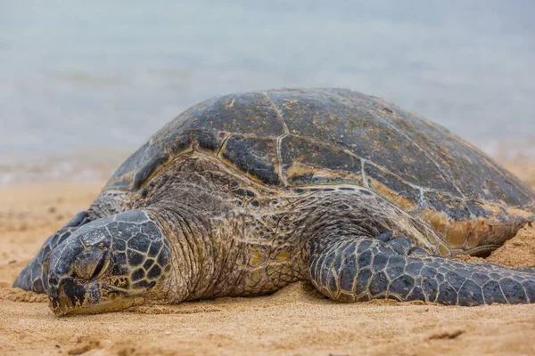 Jättehavssköldpadda Vatten Hawaii Usa — Stockfoto