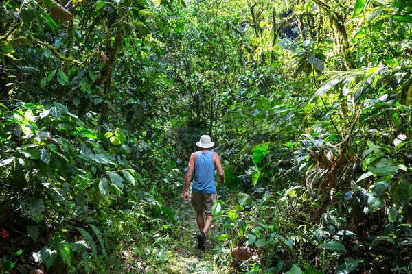 Hike Jungle Belize — Stock Photo, Image
