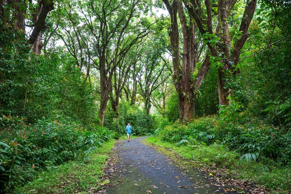 Hiker Trail Green Jungle Hawaii Usa — Stock Photo, Image