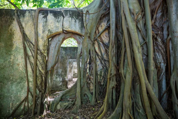 Tree Roots Engulf Ruins Armero Tolima Ruins Volcanic Eruption Colombia — Stock Photo, Image