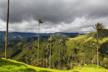Kolombiya, Güney Amerika 'da alışılmadık Cocora Vadisi.