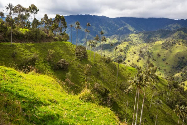 Необычная Долина Кокора Колумбии Южная Америка — стоковое фото