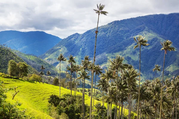 Ovanlig Cocora Valley Colombia Sydamerika — Stockfoto