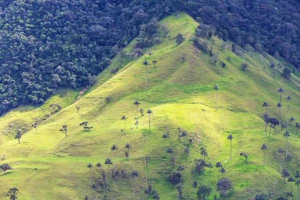 Ungewöhnliches Cocora Tal Kolumbien Südamerika — Stockfoto