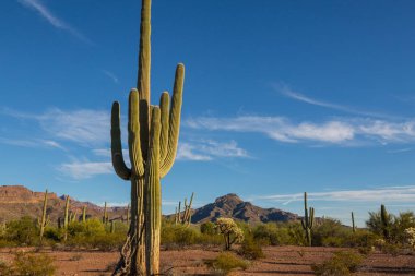 Saguaro Cactus in Organ Pipe National Monument, USA